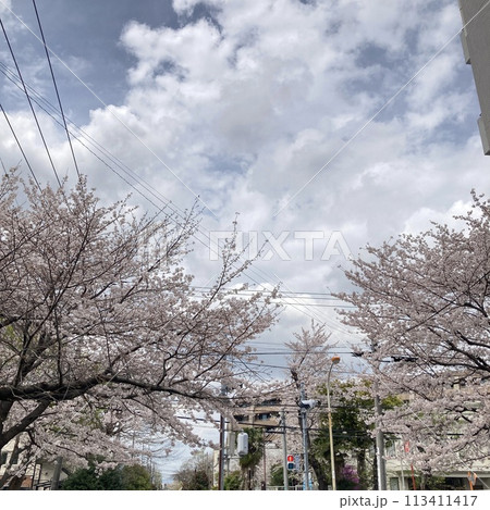 春の晴れた日の桜並木 113411417