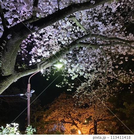 ライトアップされた夜桜 113411418