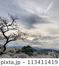 山の上に立つ一本の木 113411419
