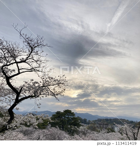 山の上に立つ一本の木 113411419