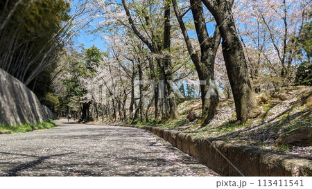 散り始めた桜の絨毯の坂 散り始めた桜の絨毯の坂 113411541