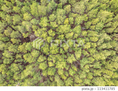 Aerial drone view of stunning colorful autumn fall forest. 113411785