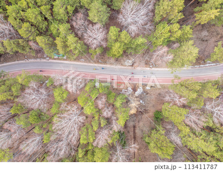 Aerial view of the road in the summer forest with green high pine or spruce trees. Aerial view of the road in the summer forest with green high pine or spruce trees. 113411787