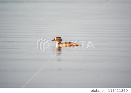 The waterfowl bird Great Crested Grebe swimming in the calm lake The waterfowl bird Great Crested Grebe swimming in the calm lake 113411820