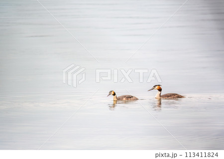 Two Great Crested Grebes swim in the lake 113411824