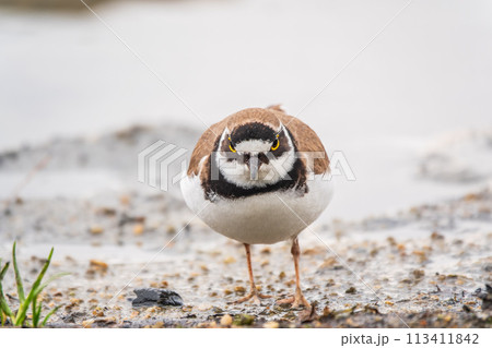 Little ringed plover (Charadrius dubius), bird standing on the lake shore 113411842