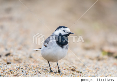 Wagtail sits on the ground with a beautiful blurred background. Wagtail sits on the ground with a beautiful blurred background. 113411845
