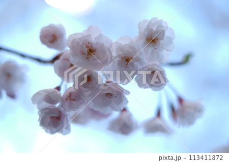 春の光を浴びる桜 春の光を浴びる桜 113411872