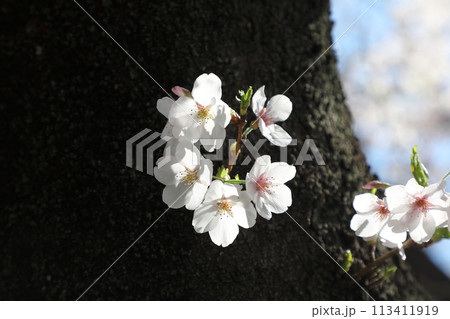 青空に映える桜 青空に映える桜 113411919