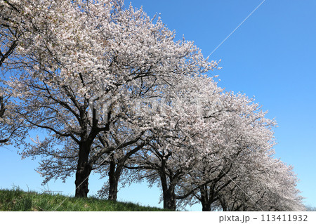 青空に映える桜 青空に映える桜 113411932