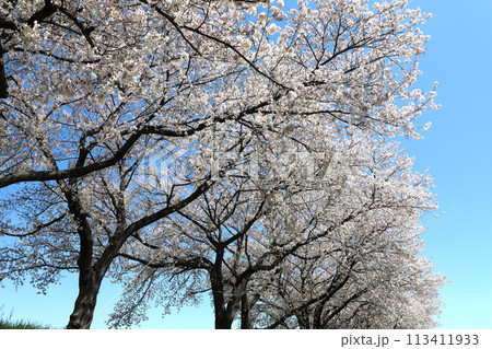 青空に映える桜 青空に映える桜 113411933