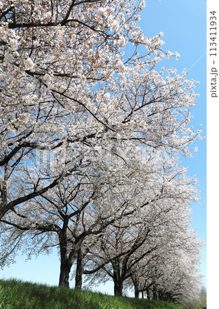 青空に映える桜 113411934