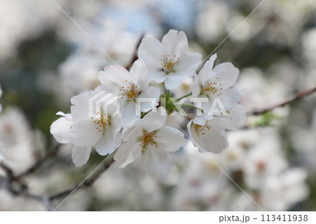 青空に映える桜 青空に映える桜 113411938