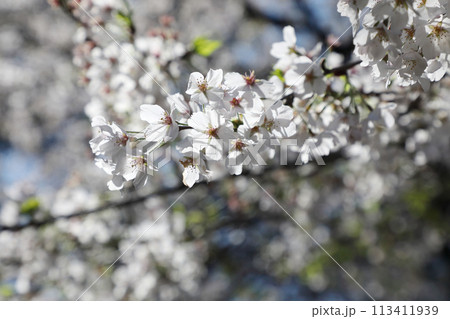 青空に映える桜 青空に映える桜 113411939