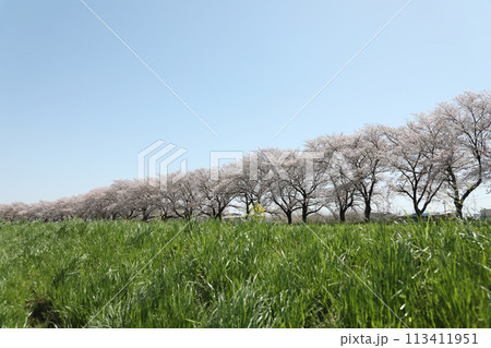 青空に映える桜 青空に映える桜 113411951
