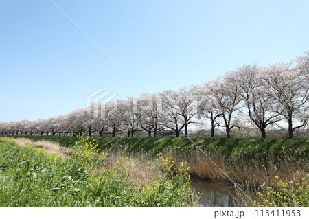 青空に映える桜 113411953