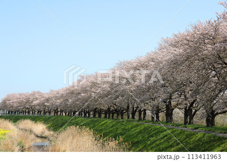 青空に映える桜 青空に映える桜 113411963