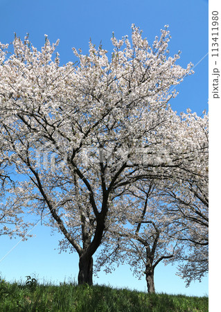 青空に映える桜 青空に映える桜 113411980