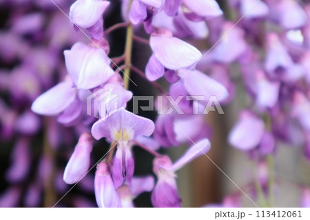 泉南市　熊野街道信達宿の藤まつり 113412061