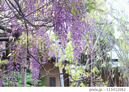 泉南市 熊野街道信達宿の藤まつり 泉南市 熊野街道信達宿の藤まつり 113412062