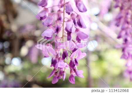 泉南市　熊野街道信達宿の藤まつり 113412068