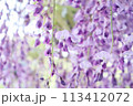 泉南市　熊野街道信達宿の藤まつり 113412072