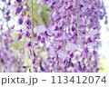 泉南市　熊野街道信達宿の藤まつり 113412074