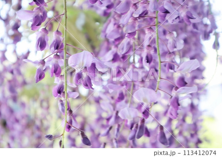 泉南市　熊野街道信達宿の藤まつり 113412074