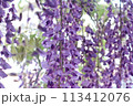 泉南市　熊野街道信達宿の藤まつり 113412076