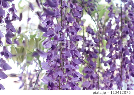 泉南市　熊野街道信達宿の藤まつり 113412076