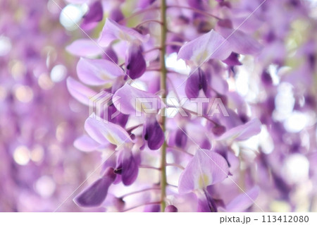 泉南市　熊野街道信達宿の藤まつり 113412080