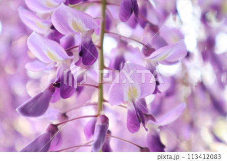 泉南市　熊野街道信達宿の藤まつり 113412083