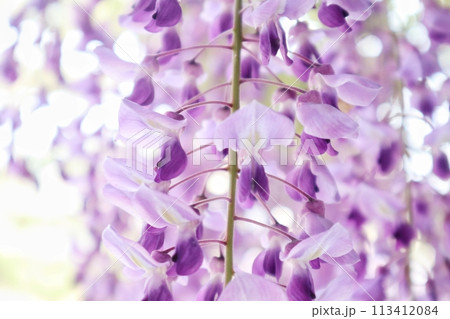 泉南市　熊野街道信達宿の藤まつり 113412084