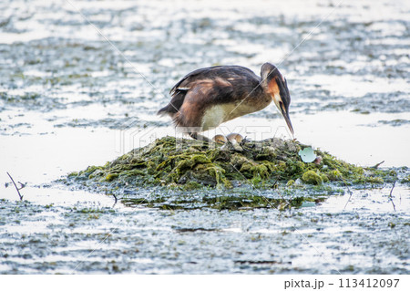 Great Crested Grebe, Podiceps cristatus, water bird sitting on the nest, nesting time on the green lake 113412097