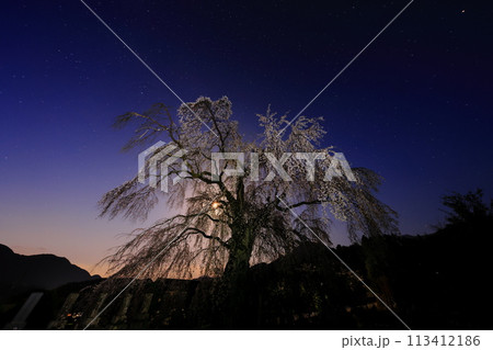 原間のイトザクラと月 原間のイトザクラと月 113412186