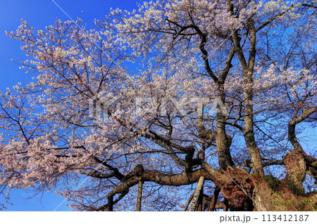 本郷の千年桜 本郷の千年桜 113412187