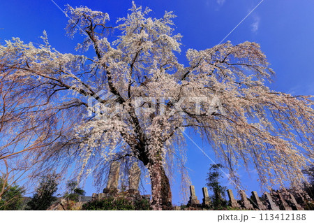 原間のイトザクラ 原間のイトザクラ 113412188