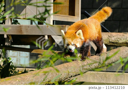レッサーパンダ 113412210