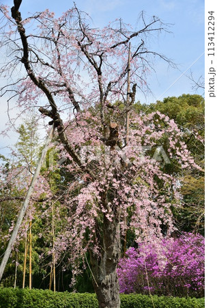 戸定ヶ丘歴史公園(千葉県松戸市)、枝垂れ桜 戸定ヶ丘歴史公園(千葉県松戸市)、枝垂れ桜 113412294