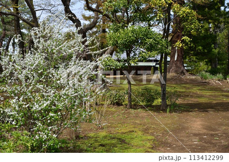 ユキヤナギ、戸定ヶ丘歴史公園にて ユキヤナギ、戸定ヶ丘歴史公園にて 113412299