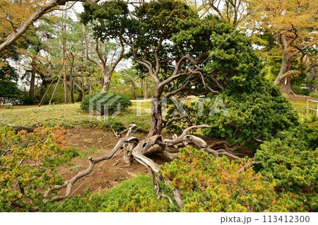 古木、戸定ヶ丘歴史公園にて 古木、戸定ヶ丘歴史公園にて 113412300