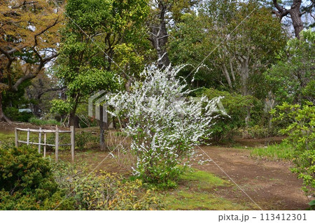 ユキヤナギ、戸定ヶ丘歴史公園にて ユキヤナギ、戸定ヶ丘歴史公園にて 113412301