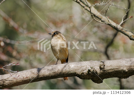 冬鳥 枝に止まるヒタキ科ジョウビタキ♀ 冬鳥 枝に止まるヒタキ科ジョウビタキ♀ 113412306