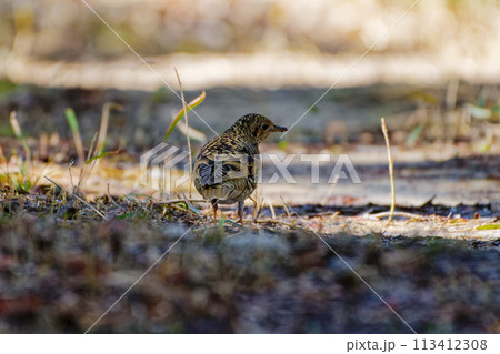 ツグミ類最大種　ツグミ科トラツグミの採食 113412308