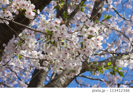春の彩 桜 春の彩 桜 113412386
