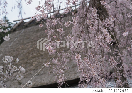 茅葺屋根と枝垂れ桜 113412973