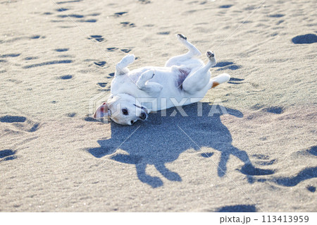 砂浜でころごろするジャックラッセルテリアの犬 113413959