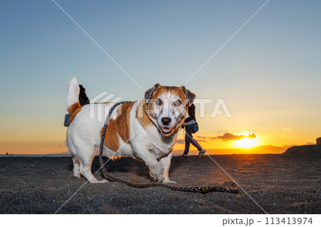 夕日をバックにを散歩するジャックラッセルテリアの犬 113413974