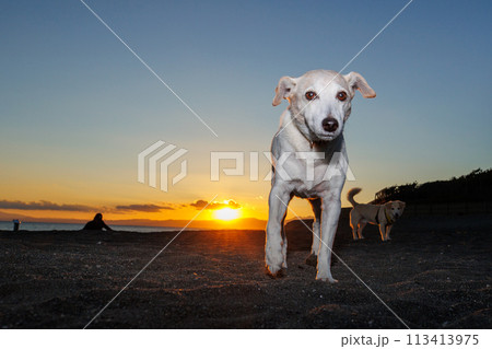 夕日をバックにを散歩するジャックラッセルテリアの犬 夕日をバックにを散歩するジャックラッセルテリアの犬 113413975