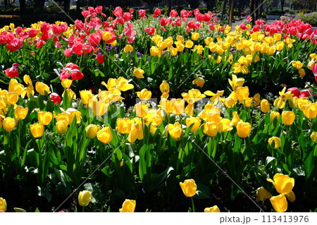 咲きほこるチューリップの花(10) 咲きほこるチューリップの花(10) 113413976